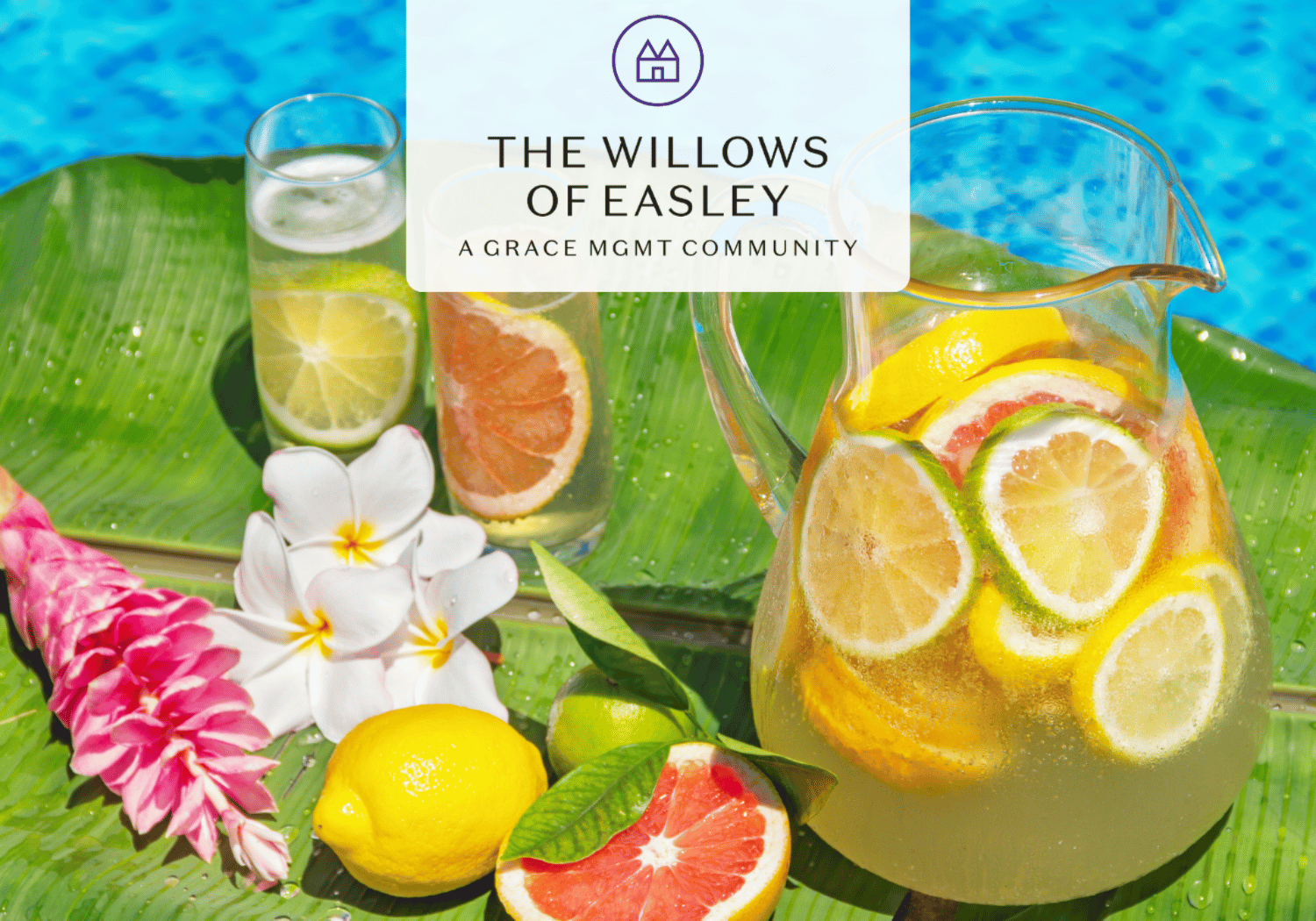 Pitcher of citrus punch and two glasses on a banana leaf by a pool, with white flowers and the logo 'The Willows of Easley'.