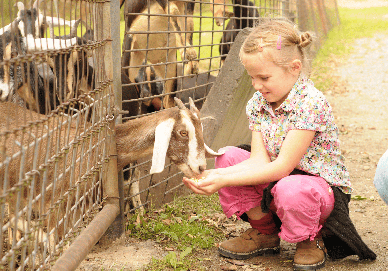 Young girl kneels by a fence feeding a goat from her cupped hands at a petting zoo